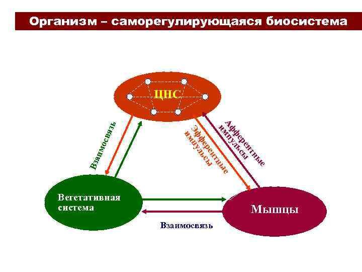 Открытая биологическая система. Организм как биосистема. Организм саморегулирующаяся система. Организм целостная саморегулирующаяся система. Организм как саморегулирующаяся система физиология.