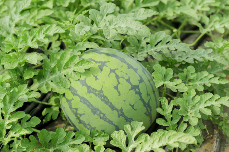 По ботанической классификации, арбуз (лат. citrullus lanatus) – это ягода семейства тыквенных, хотя единого мнения по этому поводу до сих пор не существует. Многие учёные относят его к группе ложных ягод, а некоторые ботаники называют тыквиной. Расхождения в классификации, тем не менее, нисколько не мешают с уверенностью сказать, что арбуз – полезный продукт, который даёт организму не только ощущение свежести, но и приносит пользу для работы сердца, способствует снижению уровня холестерина и соответственно снижает риск развития сердечно-сосудистых болезней. Аминокислота цитруллин делает его неоценимым для спортсменов, а наличие в его составе антиоксидантов связывают с предотвращением онкозаболеваний. Полезные свойства арбуза Состав и калорийность Свежий арбуз содержит (в 100 г): [1] Калории 30 ККал Белки 0,61г Жиры 0,15г Углеводы 7,55г Вода 91,45г Зола 0,25г Витамины мг Минералы мг Витамин С 8,1 Калий, К 112 Витамин B4 4,1 Фосфор, Р 11 Витамин B3 0,178 Магний, Mg 10 Витамин B5 0,221 Кальций, Ca 7 Витамин Е 0,05 Натрий, Na 1 Полный состав Как видно из таблицы, арбуз – низкокалорийная ягода, состоящая в основном из воды. Однако злоупотреблять ним и пытаться похудеть с его помощью не стоит, поскольку он содержит большое количество углеводов и сахаров и имеет очень высокий гликемический индекс. Тем не менее, недооценивать пользу арбуза для организма тоже нельзя, ведь в нём содержатся полезные микроэлементы и витамины. А его семена, хоть и обладают чрезмерно высокой энергетической ценностью, – богатейший источник фосфора, магния, цинка и витамина РР. Лечебные свойства На первый взгляд может показаться, что арбуз, на 90% состоящий из жидкости, не особо обогащает организм полезными элементами, но на самом деле вместе с ним человек получает значительную дозу витамина С, оберегающего клетки от повреждений и придающего коже и сосудам эластичность, а также витамина А, принимающего непосредственное участие в процессе зрительного восприятия. Несмотря на то, что мякоть арбуза не отличается высоким содержанием витаминов группы В, в том числе и чрезвычайно важной фолиевой кислоты, а также витамина РР, который регулирует процесс высвобождения энергии из пищи, в семенах арбуза они присутствуют в изобилии. Что касается минеральных веществ, то арбуз обеспечивает поступление в организм большого количества магния, который благотворно влияет на сократительную способность мышц. Кроме того, он крайне необходим для нормального усваивания кальция. Без магния невозможен процесс обновления костной ткани. Особенно много этого микроэлемента в семечках арбуза (130% от суточной нормы в 100 г). Также арбуз (в меньшей степени мякоть и в большей степени семена) богаты фосфором, который придаёт крепость костям и зубам. К слову, вопреки распространённому мифу, поедание семечек не приводит к аппендициту. Американские учёные доказали, что арбуз – самый богатый природный источник L-цитруллина – аминокислоты, из которой в организме синтезируется оксид азота, который, в свою очередь, способствует расширению сосудов и поддерживает их тонус. В одном эксперименте испытуемых после употребление цитруллина переводили в помещение с низкой температурой для того чтобы спровоцировать сужение сосудов. Затем им измеряли давление, и выяснилось, что после попадания в организм аминокислоты показатели были ниже и сосуды сужались меньше. Более того L-цитруллин способен выводить из мышц молочную кислоту[3]. Красный цвет мякоти арбуза во многом обусловлен наличием в его составе каротиноидов, которые в организме превращаются в витамин А. Однако один из них, ликопин, этой трансформации не подвергается. Вместо этого он проявляет высокую антиоксидантную активность. Некоторые учёные связывают его влияние с уменьшением риска развития рака пищеварительной системы и предстательной железы. Кроме того, отмечают его благотворное воздействие на сосуды (снижает уровень холестерина и предотвращает формирование бляшек) и функционирование сердца. Как и другие каротиноиды, ликопин полезен для зрения и вносит свой вклад в предотвращение возрастной макулярной дегенерации (нарушение центрального зрения). Арбуз считается функциональной едой, и он очень полезен для людей, которые получают большие физические нагрузки на тренировках. Эта ягода одновременно обеспечивает организм быстрыми углеводами, антиоксидантами, аминокислотами. Исследования показывают, что арбузное пюре и сок (в объёме 500 мл после тренировки) влияют на организм так же, как и спортивные напитки. Они уменьшают крепатуру в мышцах и помогают восстановлению[18]. Наконец, следует обратить внимание на то, что вопреки широко распространённому мнению, арбуз нельзя считать волшебным средством, промывающим и очищающим организма от всех токсинов. Вместе с мякотью мы потребляем не только большое количество жидкости, но и избыточное количество сахара. Для его выведения в работу активно включаются почки, и чем больше сахара им необходимо вывести, тем больше жидкости они вытягивают из организма. Таким образом, небольшие порции способны в хорошем смысле активизировать работу этих органов, но налегать на арбузы и создавать большую нагрузку на них не нужно. В медицине В научной медицине арбуз пока практически не применяют. Но учитывая то, что некоторые его компоненты обладают высоким лечебным потенциалом, не исключено, что в будущем учёные будут использовать их для разработки различных медицинских препаратов (например, сосудорасширяющих). На сегодняшний день экстракт сока арбуза используется в корейском средстве под названием «Могучий хан» или «Супер хан». Его действие направлено на усиление потенции, а арбузный сок отвечает за очищение и расширение сосудов, по которым кровь приливает к половому члену. Правда, обратим внимание на то, что это средство относят не к лекарственным препаратам, а к пищевым добавкам. Да и сделать однозначный вывод о его эффективности достаточно сложно. Степень воздействия зависит от причин возникновения эректильной дисфункции, поэтому о целесообразности приёма этих капсул лучше посоветоваться с врачом. Также на полках аптек арбуз представлен в виде масляного экстракта его семечек, который рекомендуют применять при заболеваниях почек. Это средство способствует выведению песка и мелких камней. Благодаря ему улучшается структура почечной ткани. Кроме того, масло производит лёгкий диуретический эффект, усиливает выведение мочевой кислоты и участвует в поддержании кислотно-щелочного баланса. В народной медицине В народной медицине арбуз используют главным образом при лечении заболеваний почек и мочевыводящих путей, но некоторые рецепты обещают решение проблем с сердечно-сосудистой и пищеварительной системами. Также арбуз применяют наружно для ускорения заживления ран и ожогов. Отметим, что при приготовлении народных средств, корки и семена арбузного плода находят применение чаще, чем мякоть. Отвары Отвар арбузных корок советуют употреблять при появлении песка или небольших камней в почках и жёлчном пузыре, а также при колите и дисбактериозе. Это средство можно приготовить, как из свежей кожуры, так и из сушёной. Если речь идёт о свежем сырье, то первым делом корку необходимо отделить от мякоти и очистить от наружной ярко-зелёной плёнки. Затем измельчить и залить водой из расчёта 100 г сырья на 1 л воды. Эту смесь нужно оставить на слабом огне на 30 минут, затем дать ей настояться около часа и процедить. Если есть необходимость готовить такой отвар в течение всего года, то можно сделать запасы на зиму. Очищенные и нарезанные небольшими кусочками корки нужно разложить в один слой на противне и поставить в духовку, разогретую до 50°С. Когда влага испарится, температуру поднимают до 70°С. Также можно оставить противень на солнце или использовать электросушилку. Полученное сырьё обычно хранят в бумажных пакетах или смалывают в порошок и перекладывают в стеклянную посуду. Для приготовления отвара 150 г сухой кожуры заливают 1 л кипятка (при использовании порошка берут 1 столовую ложку на 1,5 стакана воды) и дают настояться в течение часа. Принимают это средство по одному стакану 3-4 раза в день за 20-30 минут до еды. Кстати, при диарее целители советуют принимать по одной чайной ложке порошка, запивая её водой, каждые два часа, пока пищеварение не наладиться. Также существуют рецепты отваров из семян арбузного плода. Для приготовления такого снадобья 40 г семечек разминают в ступке и заливают 1 л горячей воды, оставляя на небольшом огне на 30 минут. Затем нужно дать жидкости настояться около часа и процедить. Далее добавить 150 г размятой мякоти арбуза, перемешать и отправить на хранение в холодильник. Употребляют это средство при воспалениях мочевыводящих путей и болезнях почек 2 дня в неделю по такой схеме: 1 стакан натощак, а затем ещё по стакану через 30 минут после каждого приёма пищи. Наружное применение Народные целители утверждают, что и арбузная мякоть, и арбузные корки эффективны при лечении небольших ран и солнечных ожогов. Для этого необходимо измельчить свежее сырьё блендером до пюреобразной массы, а затем нанести на поражённый участок кожи и закрепить повязкой. Через час смыть прохладной водой. Для ускорения заживления ранок, можно делать компресс из отвара арбузных корок. Кроме того, народные целители утверждают, что прикладывание свежих корок к вискам при головной боли и к суставам – при артрозе способствует уменьшению болевого синдрома. Однако всё же польза от таких процедур крайне сомнительна. Сок В народной медицине арбузный сок считается действенным средством при лихорадке, гематологических заболеваниях и инфекционных воспалениях мочеполовой системы. Обычно его принимают по одному стакану 4-5 раз в день. Кроме того, сок арбузного плода часто смешивают со свежеотжатыми соками других овощей и фруктов. Из наиболее популярных смесей можно выделить следующие: Арбузно-апельсиновая (смешать в равных пропорциях и принимать по 0,5 стакана 3 раза в день за 30 минут до приёма пищи). Снижает уровень холестерина, активизирует перистальтику кишечника, помогает при лёгких запорах, снимает симптомы переутомления. Арбузно-берёзовая (смешать в равных пропорциях и принимать по 1 стакану 3 раза в день за 30 минут до еды). Снижает давление, способствует ослаблению симптомов аритмии, оказывает желчегонный, мочегонный и жаропонижающий эффекты. Нею рекомендуют полоскать ротовую полость и горло при воспалительных процессах. Арбузно-вишнёвая (смешать в равных пропорциях и принимать по 1 стакану 3-4 раза в день). Помогает при простудных заболеваниях, оказывает противосудорожное действие, нормализует работу желудочно-кишечного тракта и улучшает аппетит. Арбузно-яблочная (смешать в равных пропорциях и пить в течение дня). Способствует восстановлению или поддержанию тонуса организма, помогает при умственном и физическом переутомлении, головокружении. Оказывает лёгкий слабительный эффект. Арбузно-картофельная (смешать в соотношении 2 к 1 и принимать по 1 стакану 2 раза в день). Смесь этих соков полезна при проблемах с пищеварительной системой (гастрит с повышенной кислотностью, энтероколит, язвенная болезнь кишечника и желудка, дисбактериоз, изжога, запоры). Также её используют в виде примочек при солнечных ожогах. К слову, при воспалениях мочевых путей и лихорадках рекомендуют употреблять «арбузное молоко». Для его приготовления 50 г семян тщательно разминают в ступке, а затем добавляют 500 мл воды и продолжают толочь до появления молокоподобной жидкости. Полученную смесь процеживают и пьют по 1 чайной ложке 6 раз в день. В восточной медицине В народной медицине восточных стран арбузу издавна уделяли пристальное внимание. Например, в Китае его относили к группе охлаждающих продуктов и считали, что он воздействует на сердце, желудок и мочевой пузырь. Считалось, что он производит очищающий эффект и способен выводить из организма болезни, если его регулярно принимать перед едой. Кроме того, эта ягода успокаивает дух и помогает избавиться от тревожности и чувства разочарования[16]. До сих пор китайские народные целители используют арбуз для облегчения таких болезней как нефрит и гипертония[15]. Более того они считают, что он обладает жаропонижающим, мочегонным и лёгким слабительным эффектом. Отдельное внимание уделяют семенам, которые в сушёном виде заваривают как чай. Такой напиток благотворно влияет на почки и способствует снижению давления. Однако китайские врачеватели предостерегают от поедания арбузов тех, у кого есть острые проблемы с желудочно-кишечным трактом. В индийской народной медицине арбуз считают в первой степени холодным и влажным продуктом, который возбуждает аппетит и улучшает процесс пищеварения. Помимо этого, его рекомендуют употреблять при болезнях глаз, а также использовать наружно при воспалениях кожи. В научных исследованиях В научные исследования арбуз попадает в основном благодаря тому, что в его составе содержится высокая концентрация каротиноидного пигмента ликопина. Ранее считалось, что наиболее богатый источник этого антиоксиданта – томат. Однако позже учёные установили, что арбуз с мякотью красного цвета не только не уступает, а даже превосходит помидор по этому показателю примерно на 40%[4]. Более того чтобы получить высокую дозу ликопина из томата, его необходимо предварительно подвергнуть тепловой обработке, а из арбуза ликопин усваивается организмом в полном объёме и напрямую[5]. Исследователи полагают, что этот пигмент имеет необходимые свойства для предотвращения таких хронических болезней как дислипидемия (нарушение уровня холестерина), диабет, остеопороз и даже рак. Кроме того, он способствует борьбе со свободными радикалами, окислительным стрессом (процесс, который приводит к появлению болезней сердечно-сосудистой и нервной систем) и нейродегенеративными заболеваниями[6]. Например, в одном из экспериментов учёные ввели ликопин в диету здоровых мужчин-курильщиков с небольшим потреблением фруктов и овощей и обнаружили, что уровень окислительного стресса в их организмах значительно снизился. Более того были зафиксированы улучшения функционирования эндотелия (внутренний слой кровеносных сосудов)[7]. По результатам одного исследования, проведённого в Гарвардском университете, учёные установили, что мужчины, регулярно получающие ликопин, меньше подвержены риску развития онкозаболеваний, особенно рака предстательной железы[8]. Также есть данные о том, что среди тех, у кого болезнь всё-таки развилась, было на 25% больше людей с недостатком этого каротиноидного пигмента в рационе[9]. Что касается женщин, то учёные считают, что достаточное количество ликопина в организме помогает в 5 раз снизить риск развития рака шейки матки[10]. А если взять статистику, включающую и другие виды рака, то среди пациентов оказалось на 44% больше людей, получавших недостаточное количество каротиноидного пигмента[9]. Также ликопин доказал свою эффективность при гипергликемии. Китайские учёные поделили крыс на группы, каждой из которых на протяжении 28 дней давали этот пигмент в различных дозах (0, 250, 500 и 2000 мг/кг веса). По завершению эксперимента, никаких отклонений от нормы в показаниях крови и мочи выявлено не было, кроме того, что уровень глюкозы заметно снизился. Причём чем выше была доза ликопина, тем сильнее упала глюкоза[11]. В ещё одном подобном исследовании было зафиксировано не только снижение сахара, но и повышение уровня инсулина[12]. Кроме того, с 1992 по 2003 гг. была проведена масштабная работа по наблюдению за женщинами-диабетиками средней возрастной категории. Во время этого периода они придерживались режима питания, в котором было много ликопин-содержащих продуктов. Учёные продолжали мониторить состояние этих женщин до 2013 г. и, в результате, сделали вывод, что в среднем уровень инсулина повысился у них на 37-45%[13]. Наконец, в одном из самых свежих исследований учёные проанализировали влияние, не только ликопина, но всех компонентов арбуза на организм крыс, которых держали на атерогенной диете (способствующей развитию атеросклероза). В частности, особое внимание было уделено антиоксидантным и противовоспалительным свойствам арбуза, а также его воздействию на липидный профиль. Выяснилось, что в сравнении с контрольной группой, у крыс, которые регулярно получали экстракт арбуза, снизился уровень окислительного стресса, холестерина и триглицеридов, а также повысилась антиоксидантная способность организма, что, в свою очередь, обуславливает снижение риска развития кардиоваскулярных заболеваний[14]. Для похудения Обычно арбуз вносят в топ фруктов и овощей, которые помогают быстро похудеть. Часто на нём даже основывают моно-диету. С одной стороны, такое отношение к этой гигантской ягоде кажется оправданным, ведь в ней очень много жидкости и очень мало калорий (в 100 г мякоти содержится всего 30 кКал). Однако, с другой стороны, арбуз обладает чересчур высоким гликемическим индексом, в нём много сахара и в больших количествах он оказывает гигантскую нагрузку на почки. Итак, использование арбуза в диетах для похудения возможно, но его порции не должны превышать 200-300 г. в день. Несмотря на то, что в этой ягоде есть клетчатка, которая должна обеспечивать длительное ощущение сытости, после арбуза довольно быстро снова появляется аппетит. Всё дело в том, что его гликемический индекс составляет 80 единиц. Это значит, что после употребления мякоти в крови резко повышается, а затем так же резко падает уровень сахара и чувство голода быстро возобновляется. Кроме того, хоть сахара в арбузе и простые, но их избыток пользы организму не приносит. Если в диетах с разнообразным рационом арбуз в умеренных количествах вполне допустим и даже полезен из-за своей низкокалорийности и способности выводить из организма лишнюю жидкость, то от арбузной моно-диеты лучше отказаться. Питаясь одним и тем же продуктом, организм недополучает огромное количество нутриентов. К тому же попутно арбуз вымывает полезные минералы, которые уже были в организме. Наконец, огромнейшая нагрузка ложится на почки, поэтому такая диета не просто нежелательна, а противопоказана людям, у которых уже есть проблемы с этими органами или страдающим от воспаления мочеполовой системы. Опасные последствия могут ждать и тех, у кого есть болезни сердечно-сосудистой и пищеварительной систем или сахарный диабет. В кулинарии Традиционный способ употребления арбуза – в свежем виде и зачастую отдельно от других продуктов. Однако этим всё не ограничивается, во многих кухнях мира арбуз сушат, засаливают, жарят. Из него делают варенье, мёд (традиционный астраханский нардек), его добавляют к десертам, к устрицам, в салаты и даже в супы (например, один из вариантов летнего гаспачо). Кроме того, жители Средиземноморья предпочитают намазывать на арбуз сливочный сыр, а тайцы имеют привычку посыпать мякоть солью. К слову, в Китае арбуз с солью – тоже вполне обычное дело, поэтому там даже выпустили популярный напиток Fanta с соответствующим ароматом. По своим вкусовым качествам арбуз отлично сочетается и со сладкими, и с солёными продуктами. Однако стоит обратить внимание на то, что соль задерживает воду, а арбуз как раз поставляет её в организм в больших количествах. Такое сочетание может привести к застою жидкости и отёкам. Полезно соединять эту ягоду с жиросодержащими продуктами, ведь ликопин и каротиноиды – жирорастворимые пигменты. В этом смысле хорошо подойдёт салат из арбуза, сыра фета и мяты, заправленный оливковым маслом. Если есть желание поэкспериментировать и привнести немного экзотики в повседневный рацион, то можно попробовать пожарить арбузные дольки. Первым делом их нужно очистить от кожуры и семян, а затем нарезать небольшими кусочками. Для кляра необходимо смешать 2 яичных белка и 4 столовых ложки картофельного крахмала (предварительно разведённого в небольшом количестве воды). Обмакнуть кусочки арбуза в муке, затем в кляре и обжарить во фритюре или на сковороде. После этого посыпать сахарной пудрой. Ещё один интересный летний десерт – арбузный торт. Для его приготовления следует очистить арбуз от корки и с помощью ножа придать ему любую форму (послужит основой десерта). Затем измельчить кусочки кокоса до пюреобразного состояния, нагреть эту массу и добавить в неё желатин, размешав до полного растворения, влить холодные взбитые сливки и на час убрать в холодильник. Затем обмазать этим кремом арбузную мякоть и посыпать миндальной стружкой. Кстати, пригодится в кулинарии может не только мякоть, но и кожура, из которой делают варенье. Рецепт приготовления предельно прост, но потребует времени. Помытые и нарезанные небольшими кусочками корки кладут в сахарный сироп и кипятят 15 минут, затем оставляют в холодильнике на 12 часов. За это время шкурки становятся полупрозрачными и приобретают янтарный оттенок. После этого их снова надо поставить на огонь и 15 минут прокипятить, а затем на 12 часов спрятать в холодильник. На третий раз во время кипения в варенье нужно добавить цедру апельсина и специи по вкусу. Наконец, из арбуза получаются очень эффектные летние коктейли. Для приготовления такого «напитка в бочоночке» нужно вырезать в верхней части плода небольшое отверстие для блендера, погрузить его внутрь и взбить мякоть. Затем добавить ром или любой другой вид алкоголя, мяту и лайм и вставить соломинки. Каким бы образом вы не собирались приготовить арбуз, важно помнить, что сперва его обязательно следует помыть, иначе при разрезании кожуры, бактерии с поверхности попадут внутрь на съедобную часть. В косметологии В отличие от официальной медицины, в косметологии арбуз уже давно получил заслуженное признание. Экстракт мякоти, а также масло арбузных семян используют в бьюти-продуктах разного назначения. Например, благодаря высокому содержанию жидкости, ягода представляет особенную ценность для увлажняющих средств, а наличие простых сахаров (сахарозы, глюкозы и фруктозы), в которых содержится гликолевая кислота, оправдывает её появление в средствах для мягкого пилинга. Эта кислота способствует снятию слоя омертвевших клеток без повреждения кожи под ними. Кроме того, арбуз привносит в химический состав косметических продуктов пектины, которые активизируют защитную функцию кожного покрова и смягчают агрессивное воздействие окружающей среды. Витамин С и антиоксиданты придают эпидермису эластичности и упругости, защищая его таким образом от преждевременного старения. Наконец, витамины группы В стимулируют процесс наполнения клеток кислородом и тем самым поддерживают тонус кожи. Отметим, что арбуз также обеспечивает лёгкий отбеливающий эффект, что может оказаться полезным для обладательниц пигментированного и веснушчатого кожного покрова. Что касается масла арбузных семян, то, по мнению косметологов, оно благоприятно воздействует на волосы. Стеариновая, олеиновая, линолевая и пальмитиновая кислоты питают локоны, а L-аргинин влияет на кровоснабжение волосяных лкуовиц, стимулируя процесс роста и, при необходимости, запуская процесс восстановления. Благодаря содержанию меди и цинка, средства с маслом арбузных семечек, будут особенно полезны для волос, склонных к жирности и активной потери пигмента (поседению). Наконец, отметим, что благодаря свежему и слегка сладковатому аромату, арбуз часто используют как в женской, так и в мужской парфюмерии, особенно при создании летних запахов. Что касается приготовления косметических средств в домашних условиях, то среди наиболее популярных рецептов, можно выделить следующие: Для оказания освежающего и тонизирующего воздействия рекомендуют заморозить арбузный сок в формочке для льда и затем протереть ним кожу лица. Смыть остатки жидкости через 15 минут. При появлении угрей необходимо поместить 10 г арбузных семян в ступку и хорошо размять их, постепенно добавляя 100 мл воды. Нанести на кожу, оставить на 20 минут и затем смыть прохладной водой. При шершавости и сухости кожи рук, следует срезать верхнюю часть плода арбуза, немного взбить блендером мякоть внутри, добавить туда стакан тёплого молоко и на несколько минут опустить в эту смесь ладони. Затем нанести на кожу жирную фракцию (любое растительное масло). Опасные свойства арбуза и противопоказания Умеренное потребление арбуза благотворно влияет на организм, однако, злоупотребление может привести к негативным последствиям: Более 30 мг того самого полезного антиоксиданта ликопина может спровоцировать нарушения работы пищеварительной системы (особенно у пожилых людей), вызвать тошноту и диарею. У людей с гиперкалиемией большое количество арбуза может вызвать спазм мышц и аритмию. Переизбыток калия способен также привести к резкому снижению давления. Большое количество сахара – сильная гликемическая нагрузка на организм, особенно страдающих от диабета. Лучше совмещать поедание арбуза с растительной пищей, богатой клетчаткой. Это сделает скачок глюкозы не таким резким. При проблемах с почками большие порции арбуза могут провоцировать сильные отёки, поскольку жидкость просто не сможет быстро покинуть организм. Арбузные семена содержат так называемые антинутриенты (фитины, танины, ингибиотры трипсина – фермента, который расщепляет белки), поэтому их лучше употреблять не в сыром виде, а в высушенном или поджаренном. Мы собрали самые важные моменты о пользе и возможном вреде арбуза в этой иллюстрации и будем очень благодарны, если вы поделитесь картинкой в социальных сетях, со ссылкой на нашу страницу: Интересные факты Арбуз начали выращивать в районе пустыни Калахари ещё 4000 лет назад, но в Европу он попал из Африки только в XVII столетии. Растениеводы утверждают, что современные ягоды мало походят на своих предшественниц. Американский учёный Джеймс Ниинхюйс приводит в подтверждение натюрморт итальянского художника того времени Джованни Станки, на котором изображён плод с очень светлой, едва розоватой мякотью. Красным арбуз сделался благодаря работе селекционеров, которые постепенно наполнили его ликопином. В начале ХХ века ягоды уже приобрели красноватый оттенок и, по утверждениям, историков, были чрезвычайно сладкими. В музее арбуза в Астрахани выставлена картина Бориса Кустодиева «Купчиха за чаем». На полотне изображена женщина с чашкой, а на столе рядом с самоваром лежат дольки арбуза. Считается, что ягода была настолько сладкой, что её ели в качестве десерта, запивая чаем. С тех пор арбуз только набирал популярность по всему миру, недаром же во многих странах проводят тематические фестивали, и даже ставят ему памятники. Много таких монументов расположено на территории постсоветских стран. Самые известные находятся в Саратове и Камышине (Россия), а также в Херсоне и с. Осокоровка Херсонской области (Украина). Также гигантская скульптура стоит в маленьком австралийском городке Чинчилла. Хоть и более скромный, но есть свой памятник арбузу и в США – в Техасе. Интересно, что арбузы любят и ценят не только за их вкусовые характеристики и полезные свойства, но и за особую структуру. Во-первых, они служат замечательным материалом для мастеров кулинарного карвинга (художественная резка по овощам и фруктам). Во-вторых, звукорежиссёры фильмов ужасов используют арбузные плоды для воссоздания звуков, сопровождающих удары по лицу, раскалывание головы, разламывание костей. А в знаменитом сериале «Игра престолов» с помощью удара по арбузу имитировали звук раскалывающегося драконьего яйца. Выбор и хранение Определить период, с которого становится безопасно покупать арбузы, и выбрать хорошую спелую ягоду – дело несложное, хоть и окружённое множеством мифов. Лучше всего начинать есть арбузы с началом сезона, то есть в августе. Безусловно, существуют и скороспелые сорта, которые созревают раньше, но на рынке их сравнительно немного, а вот вероятность нарваться на плод, рост которого был форсирован удобрениями, достаточно высокая. Отметим, что практически все бахчеводы используют азотные удобрения при выращивании арбузов, но главное – не превышать допустимые нормы. При переизбытке азота, плод созревает быстро, но в нём остаётся большое количество нитратов. Точно так же опасность представляют и недозревшие ягоды. Нитраты от удобрений должны пройти период связанной формы и выведения, а в случае раннего сбора урожая, вредные вещества не успевают этого сделать и остаются внутри. Несмотря на то, что в арбузе может быть переизбыток нитратов и это не слишком полезно для организма, отравиться ими практически невозможно. Допустимая норма потребления нитратов человеком с весом 60 кг – 300 мг. Даже в самом «загрязнённом» арбузном плоде на 1 кг мякоти приходится примерно 270-280 мг вредных веществ. Для сравнения в мясе иногда встречается до 1000 мг нитратов/1 кг, а в тепличных шпинате и рукколе – до 2500 мг/1 кг. Отравления, которые обычно связывают с употреблением арбуза, действительно случаются, но вовсе не из-за нитратов, а скорее из-за несоблюдения норм гигиены. Тошнота, боль в животе, диарея – симптомы, сопровождающие кишечные инфекции, которые зарождаются из-за попадания в организм бактерий, живущих на поверхности немытых овощей и фруктов. При разрезании они попадают на мякоть, а затем и в желудочно-кишечный тракт. Так что следует хорошо и тщательно мыть арбуз перед употреблением. При выборе плода следует обращать внимание на кожуру: на ней не должно быть повреждений и вмятин. Поверхность спелого арбуза обычно блестящая и ярко-зелёная, но с одной из сторон должно быть жёлто-коричневое (земляное) пятно – место, на котором арбуз лежал, созревая. Вполне нормальное явление, когда на корке арбуза есть пчелиная паутинка – тоненькие витиеватые серо-коричневые полосочки. Считается, что это признак особой сладости плода. Хвостик или место, в котором он крепится, должны быть сухими, а звук при постукивании – звонким. Что касается хранения арбуза, то после разрезания его можно держать в холодильнике не больше 3-4 дней. Кстати, изобретательные любители этой ягоды придумали полезный лайфхак – накрывать оставшуюся половину арбуза шапочкой для душа. За счёт резинки она хорошо держится и защищает мякоть от обветривания. При комнатной температуре целый арбуз может лежать в среднем около 2 недель, но сроки зависят от степени его зрелости. Интересно, что этот плод можно сохранить даже до Нового Года. Для этого его необходимо либо поместить в сетку и подвесить, либо разместить на полках, укутав соломой, в тёмном и прохладном (4-5°C) помещении. Правда, как выяснили учёные, в условиях с невысокой температурой в арбузах уменьшается содержание ликопина (с 8,1-12,7 мг/100 г до 7,8-8,1 мг/100 г)[17]. Сорта и выращивание Ранее считалось, что арбуз может расти лишь в условиях жаркого южного климата. Однако работа селекционеров сделала возможным выращивание этой ягоды и в менее благоприятных условиях, главное – правильно подобрать сорт для своего региона. Бахчу следует расположить на южной стороне участка и оградить от сильного ветра. Отметим, что недопустимо близкое расположение грунтовых вод, а для лучшего оттока жидкости и прогрева земли можно даже сделать грядки высотой 15 см. По структуре лучше всего подойдёт супесчаная или песчаная почва. Сеять арбуз можно прямо в грунт, когда температура достигла отметки 15-16°C, а земля прогрелась примерно на 10 см вглубь. Полив растения может происходить нечасто, но должен быть обильным (примерно 3 ведра на 1 м кв.). В период цветения увлажнение следует проводить 2 раза в неделю, а во время созревания полив больше не требуется. Сортовое разнообразие арбузов поражает: можно выбрать ягоду практически для любых климатических условий. Они будут отличаться сроками вегетации, морозо- и засухоустойчивостью, но вкусовые характеристики и внешний вид в основном остаются неизменными. Хотя есть некоторые исключения. Например, селекционерам удалось вывести «лунные» арбузы с мякотью жёлтого цвета. А на японском острове Хоккайдо растут арбузы сорта Денсуке. Кожура у них тёмно-зелёного цвета без полос, поэтому их ещё называют черными. За один сезон там собирают очень небольшое количество плодов, но, считается, что они обладают особой сладостью. Этим и объясняется их средняя цена в 250 долларов за ягоду весом 6-7 кг, а самый большой черный арбуз был продан на аукционе за 6100 долларов. Обычно их продают в стильных чёрных коробках, и они считаются очень ценным подарком. Кроме того, существуют сорта, в которых полностью отсутствуют семена (у нас не особо распространены, но в Европе они составляют 80% рынка). В некоторых странах популярность завоевали крохотные порционные ягоды (диаметром около 10 см). Также японские бахчеводы активно экспериментируют с формой, выращивая пирамидальные и кубические плоды. Кстати, если арбузы-пирамиды были созданы, скорее, в маркетинговых целях, то появление арбузов-кубов объясняется вполне практическими соображениями. Такие ягоды занимают гораздо меньше места и их удобнее транспортировать. Вырастить кубический плод можно и на своём огороде. В момент, когда завязь достигает размера с яблоко или теннисный мяч, сверху её накрывают пластиковым кубом (рассчитанным на 4-5 кг) с прозрачными стенками и отверстиями для проникновения воздуха. Когда ягода заполняет всё пространство, куб снимают и оставляют плод дозревать. В общем и целом, арбуз – это не просто освежающая вода, а источник необходимых аминокислот, антиоксидантов, витаминов и минералов. В нём мало калорий и жиров, зато есть клетчатка. Эти ягоды уже давно используются в косметологии, а сейчас их свойства активно изучаются медиками. При употреблении умеренных порций арбуз способствует поддержанию нормального функционирования сердечно-сосудистой и пищеварительной систем, также он вносит свой вклад в антиоксидантную защиту организма и помогает предотвратить развитие многих хронических заболеваний. По материалам https://edaplus.info/produce/watermelon.html