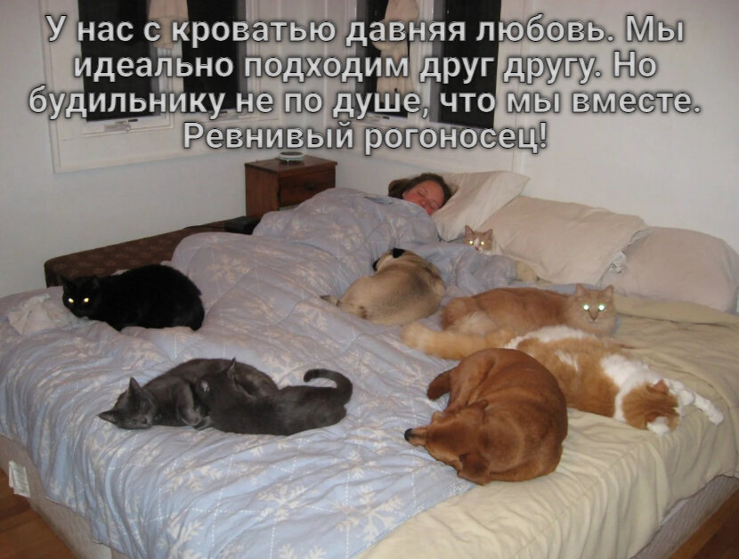 Смешных снов картинки прикольные