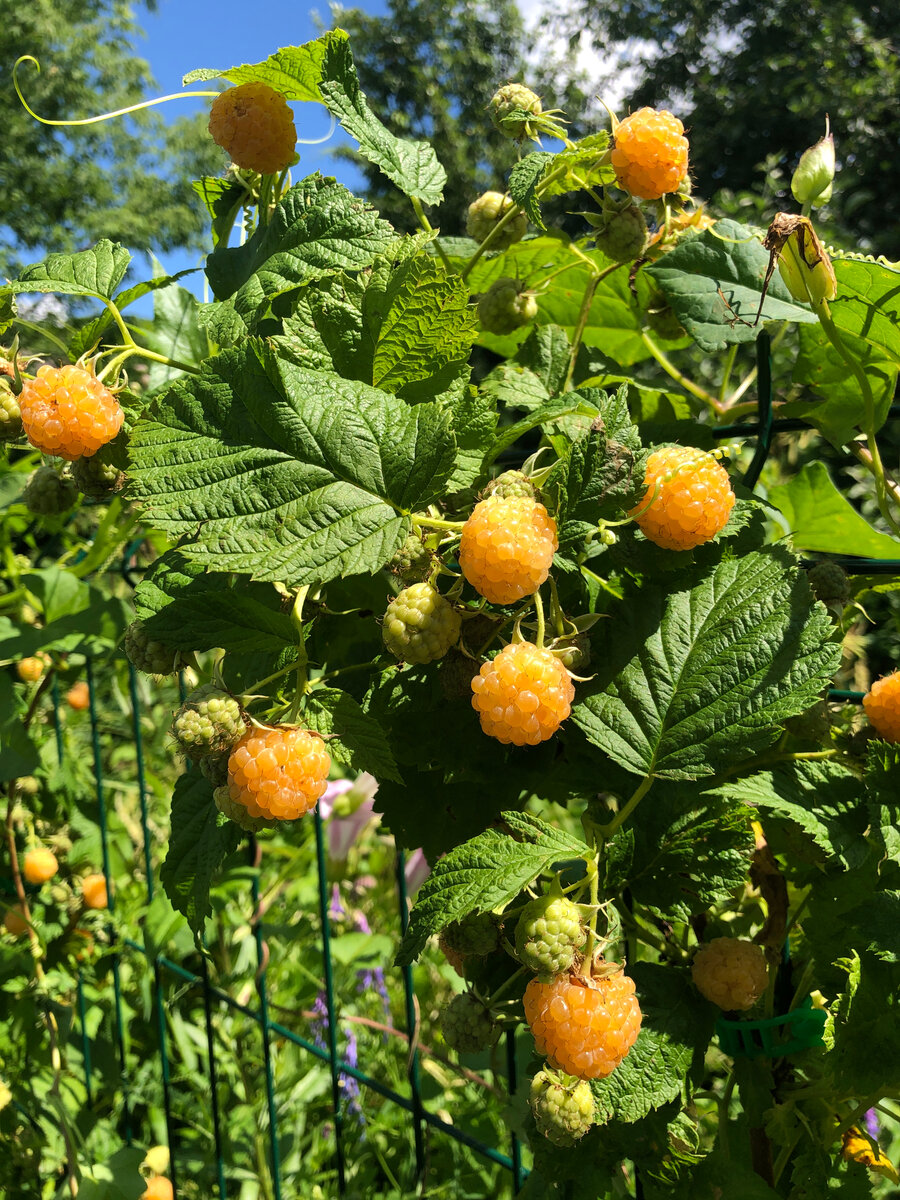 ‘Желтый Гигант’.