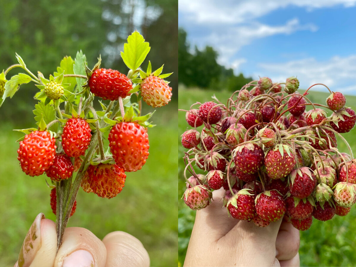 Разница между клубникой и земляникой фото