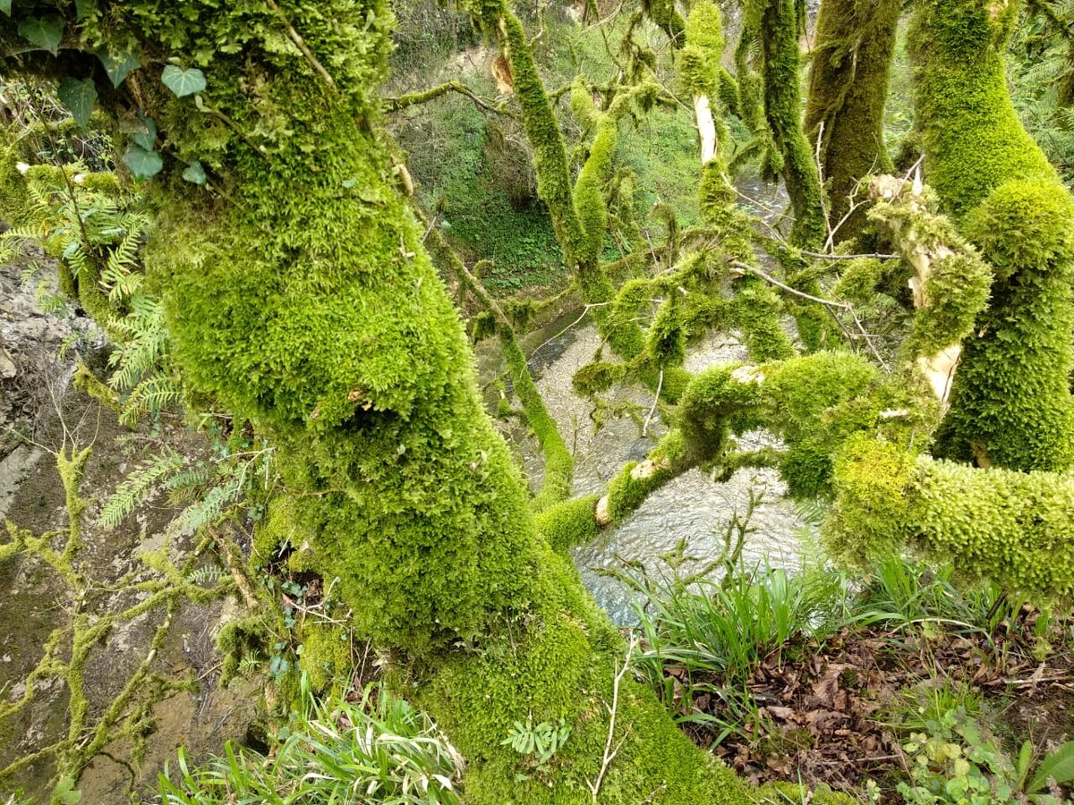 Весенняя природа Абхазии