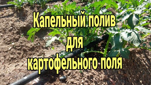 Капельный полив для картофельного поля