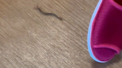 Заметки Льва | ??«Мукадэ»(сороконожка) в японском горном отеле. Очень ...