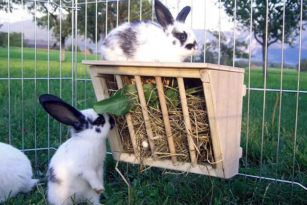Кормушки для кроликов своими руками: инструкции по постройке и фото