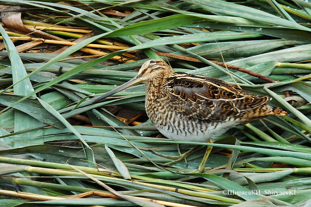 Для меня увидеть и фотографировать бекаса на предложенном мною куликам островке радость, а для бекаса жизнь продолжается. Опасность сверху не отменялась.