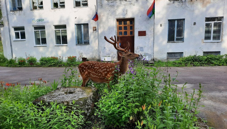 Поселок олений фото Приходящих в карельский поселок пятнистых оленей хотят отловить Петрозаводск гов