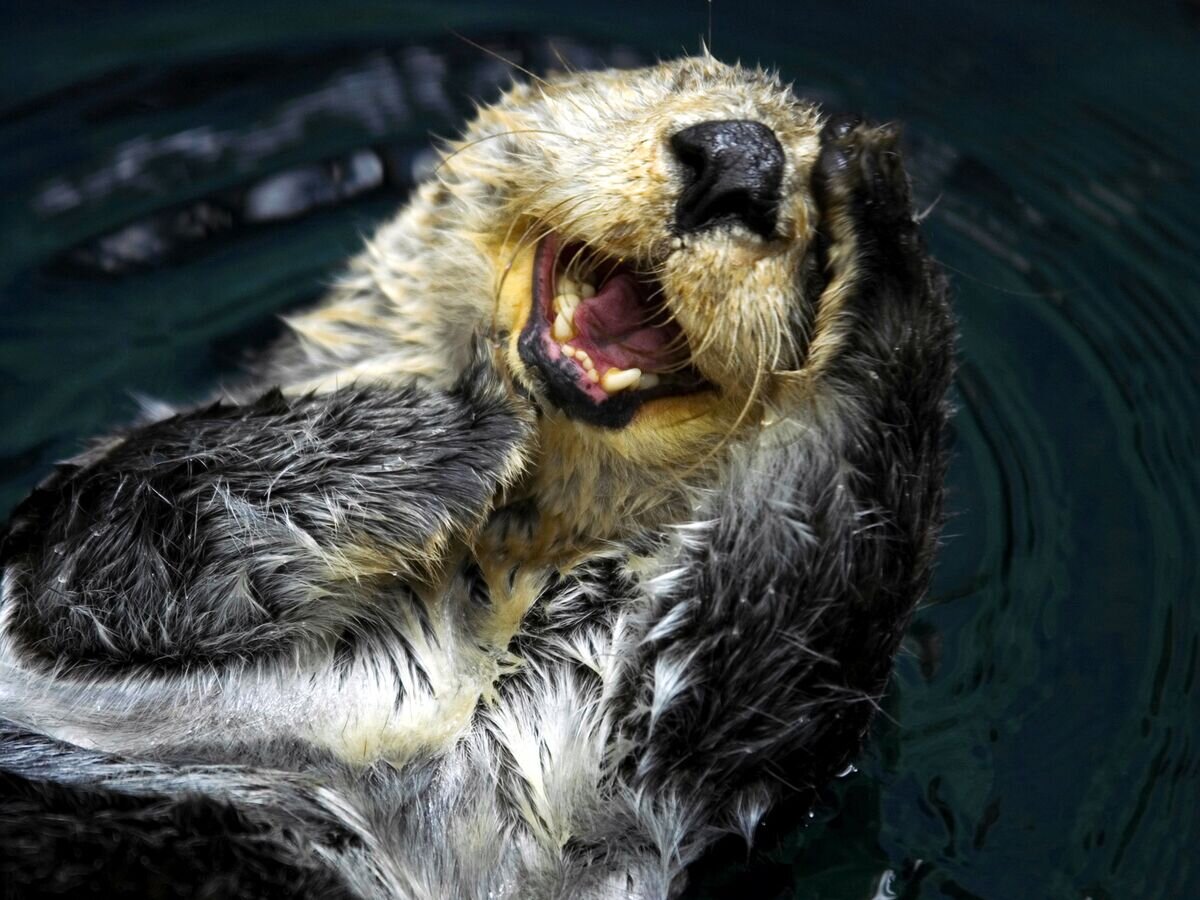    Калан (морская выдра)© Fotolia / Only Fabrizio