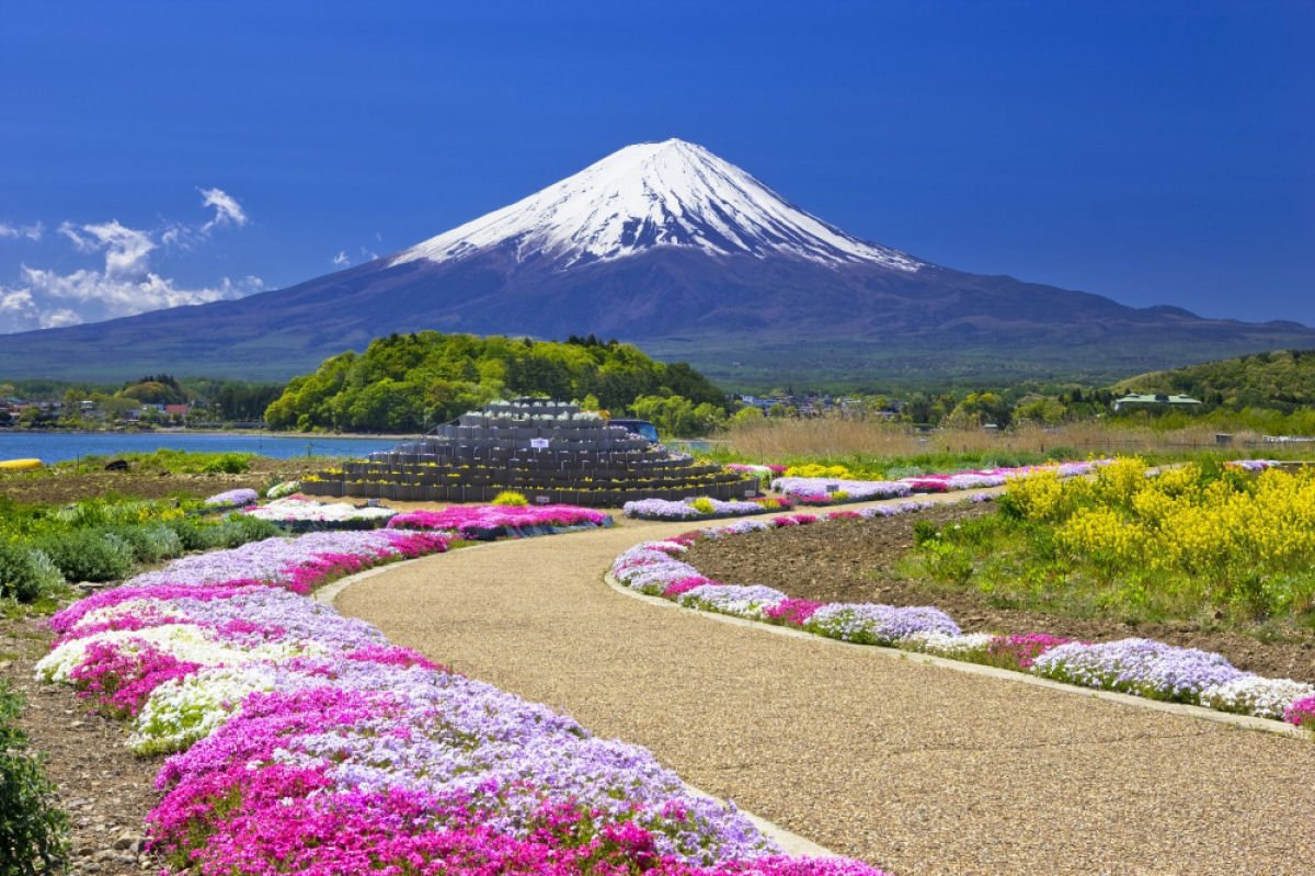 Парка хана. Токио гора Фудзияма. Остров Хонсю Япония. Япония цветение Фудзи. Гора Фудзи в Японии.