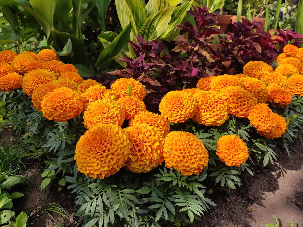 Бархатцы Antigua Orange 