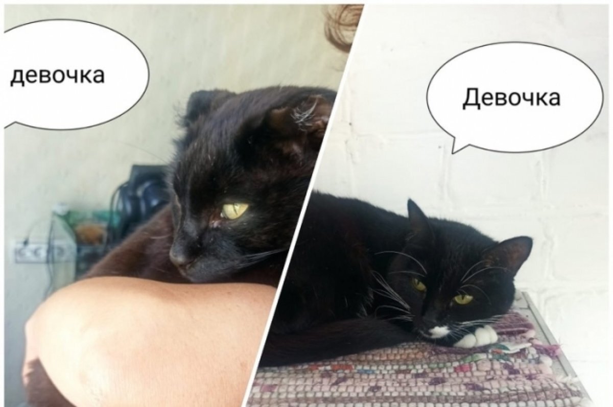    17 кошек умершего врача детской скорой помощи в Чите ищут дом