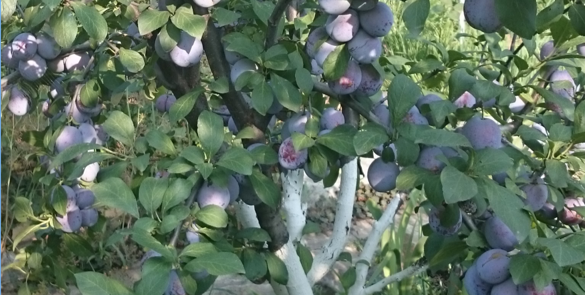 Таже слива.