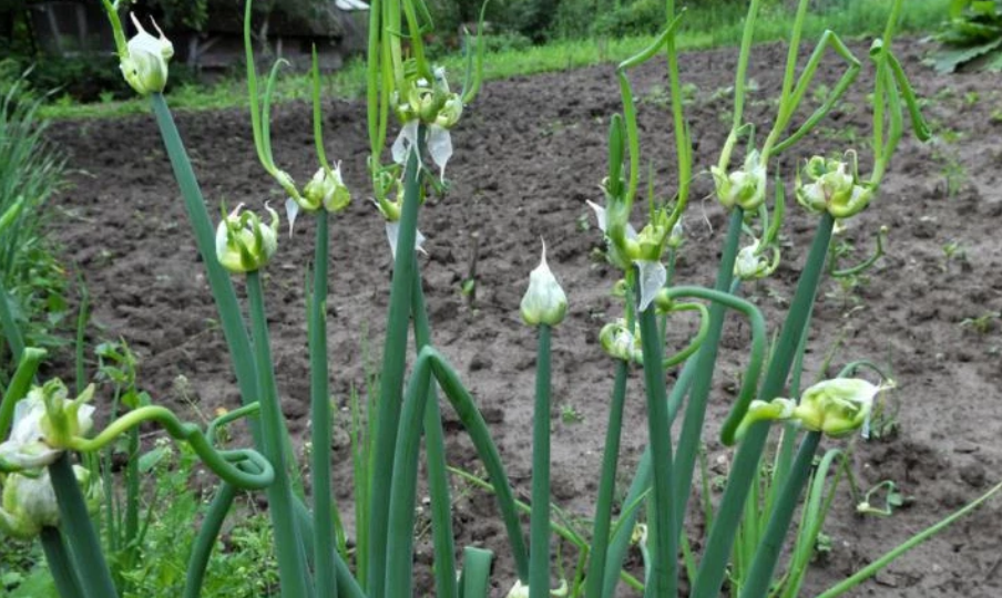 Многоярусный (египетский) лук: посадка, уход, рекомендации по выращиванию