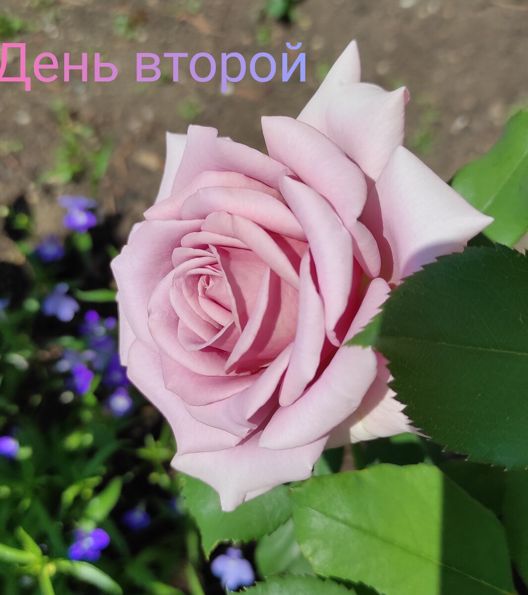 Первый цветок был другого оттенка. 