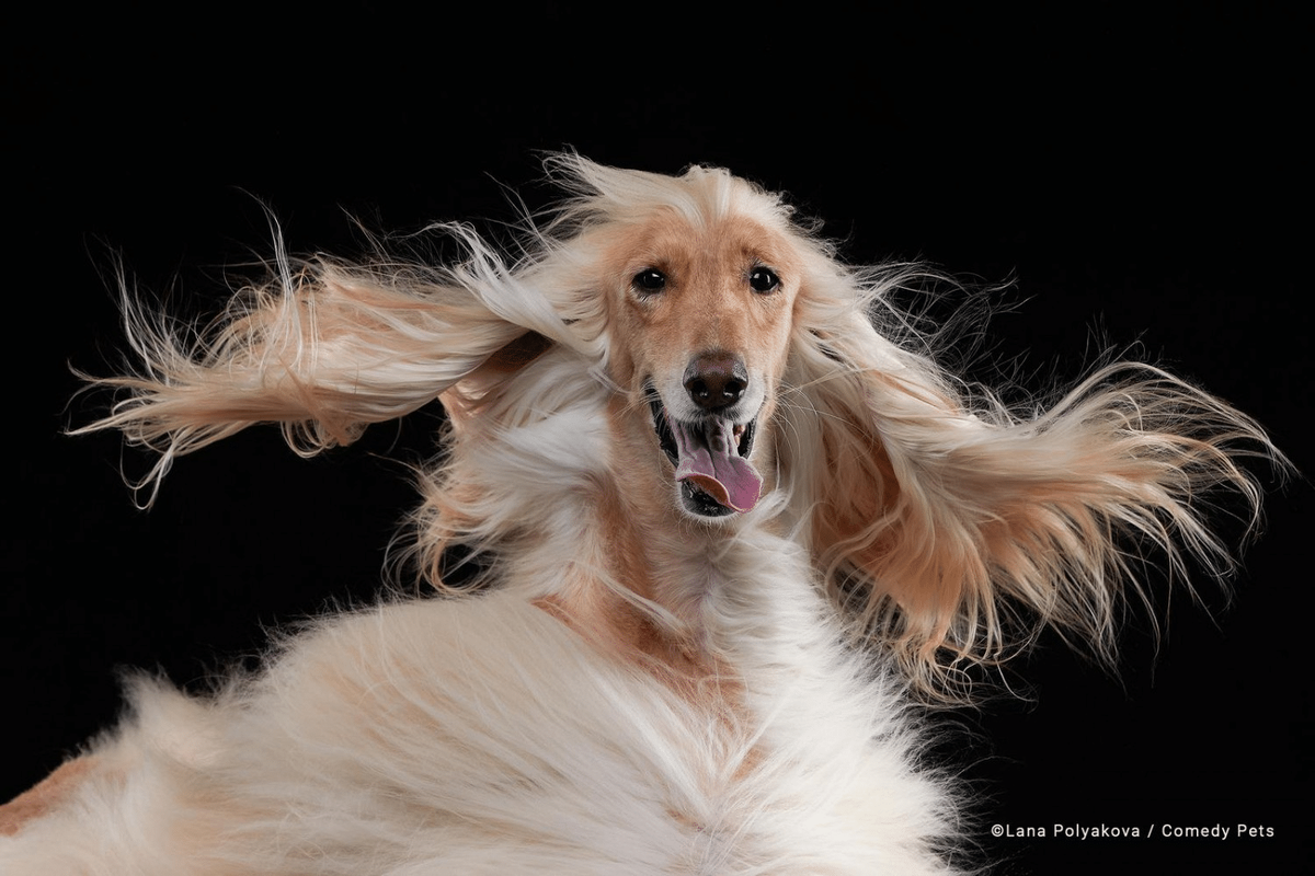    © Lana Polyakova / Comedy Pets