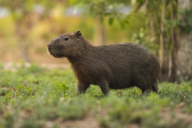    Можно ли держать дома капибару?