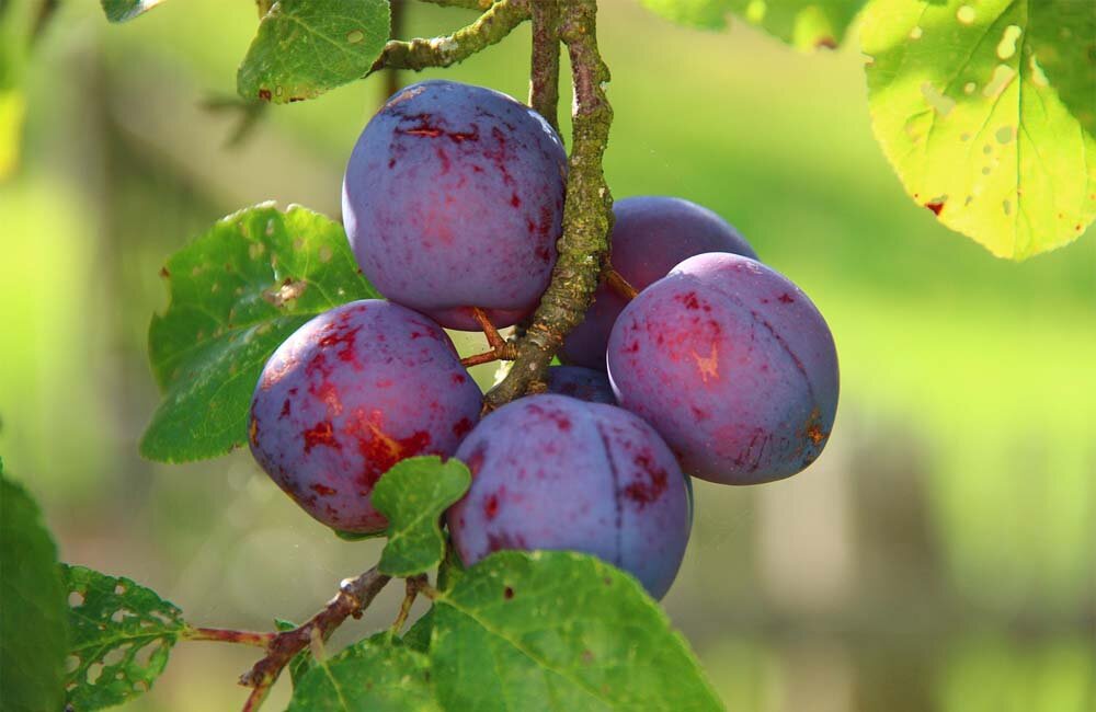 Фото: pixabay.com