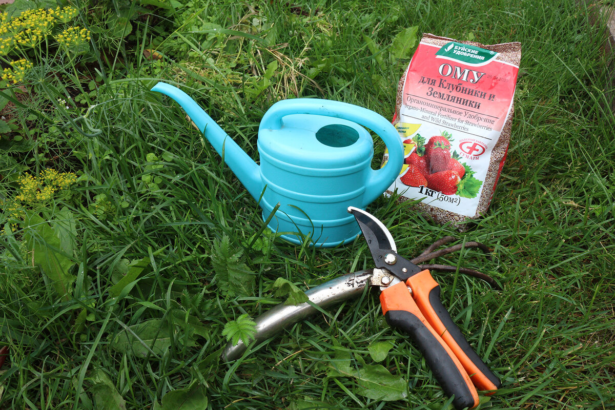 Уход за клубникой после плодоношения