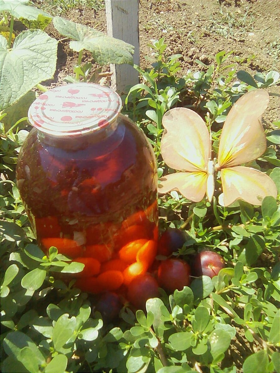 Компот из слив рецепт