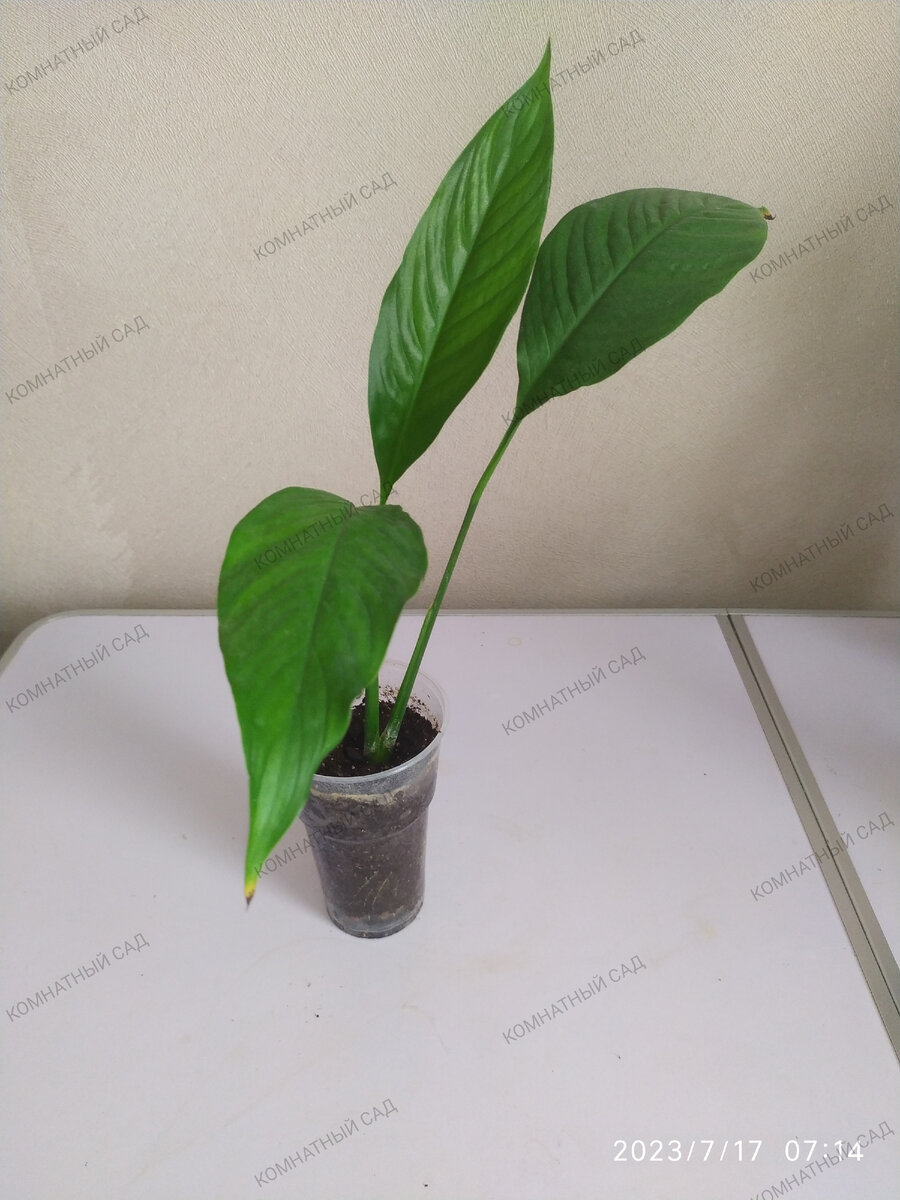 спатифиллум Алана