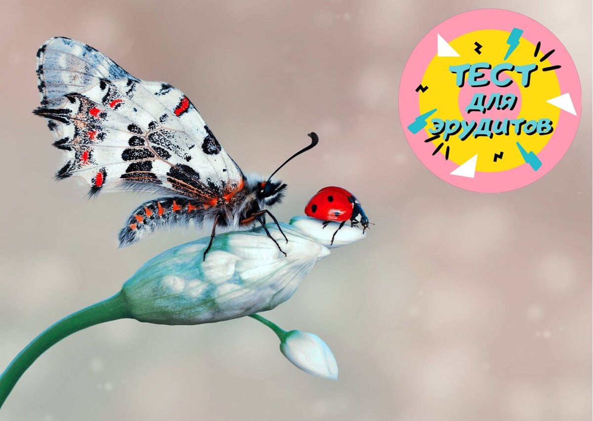 Источник изображения: pixabay.com, дизайн автора публикации