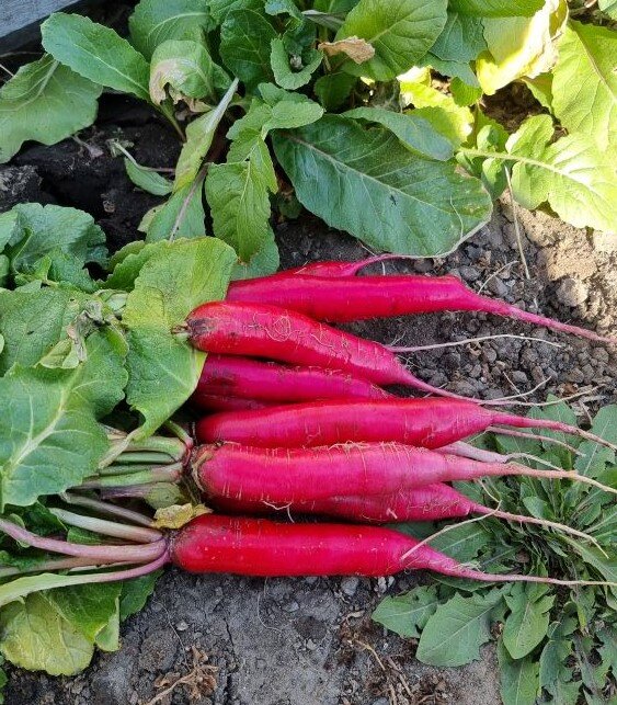 Редис Красный великан