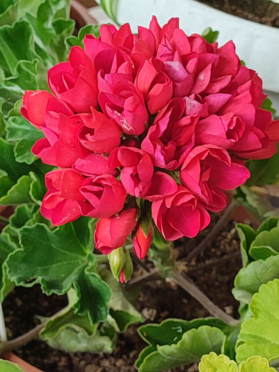 Тюльпановидная  Lilian Andrea . Люблю ее нежно. 