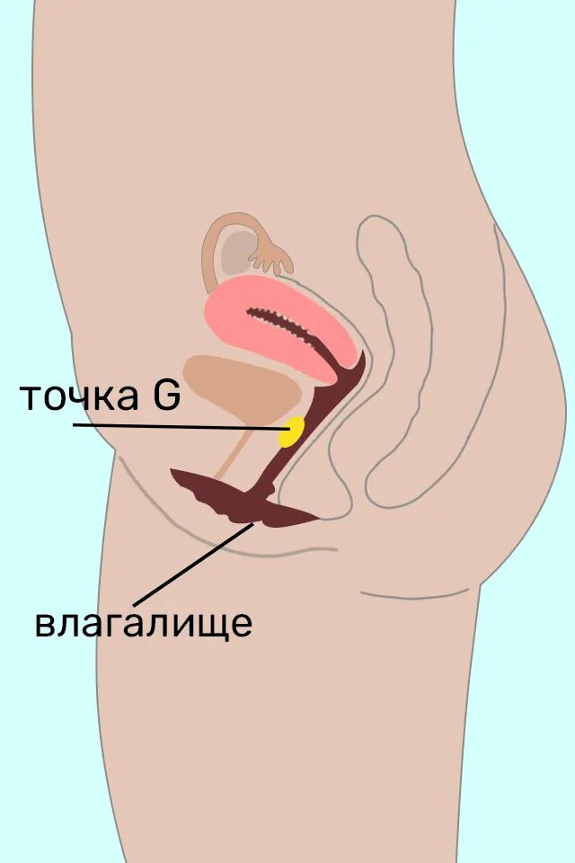 Анатомия и физиология женской половой системы