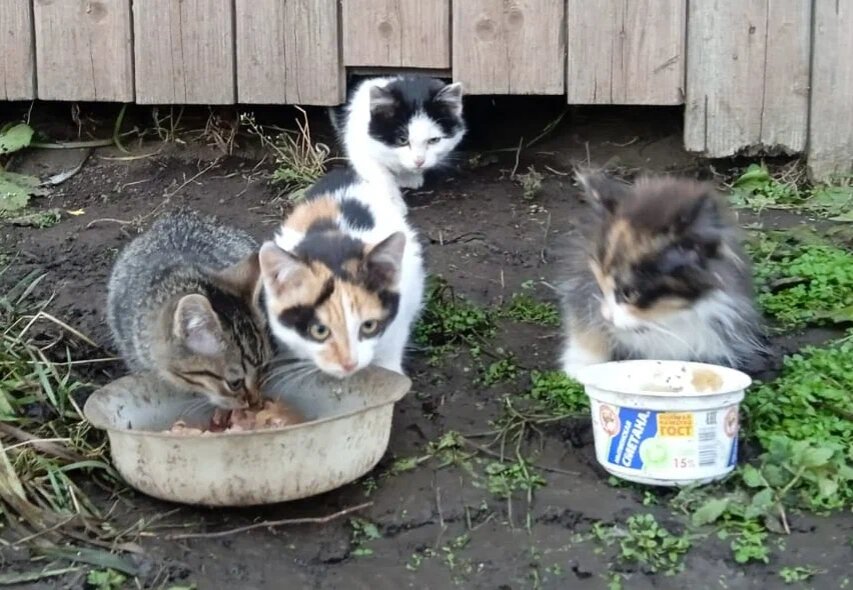 В ноябре 2022 года из садов "Орбита" отлавливали этих котят