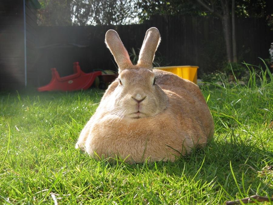 Кролики на лето: опыт разведения и секреты ухода
