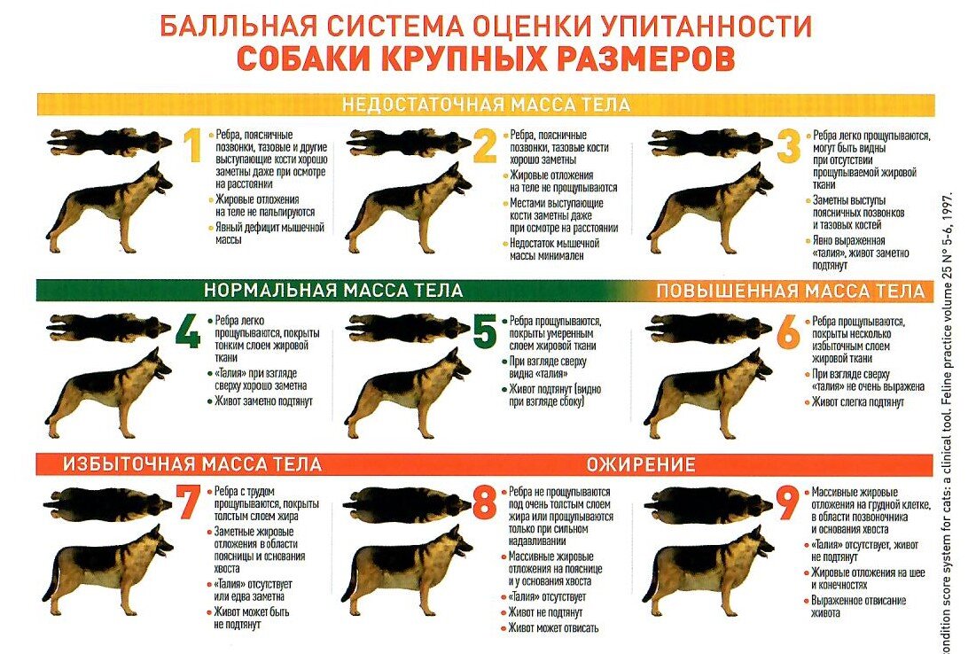 Моя собака очень худая, что делать? / О проблеме восприятия веса животных |  Ветеринарный диетолог vetLIFE | Дзен