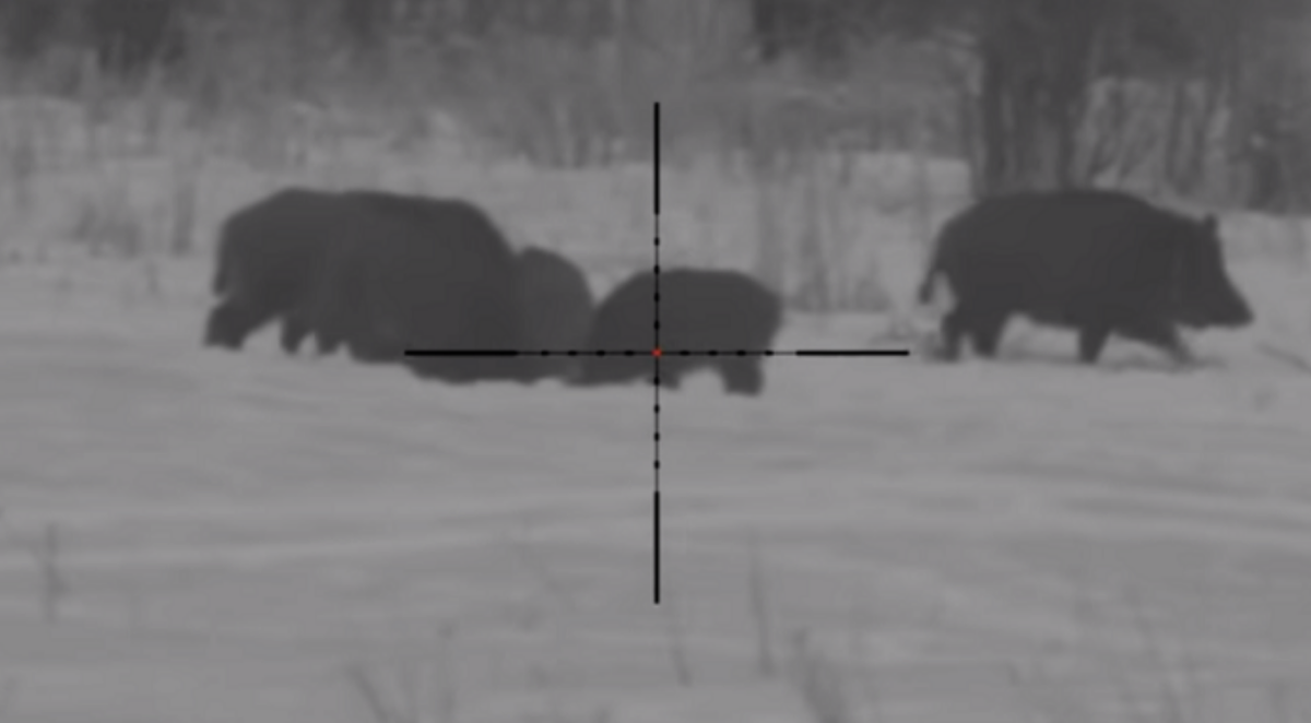 Загонная охота на кабана 2022. Охота на кабанов с вышки. Охотничья вышка на кабана. Охота кабанов с вышки. Охота кабанов с вышки.