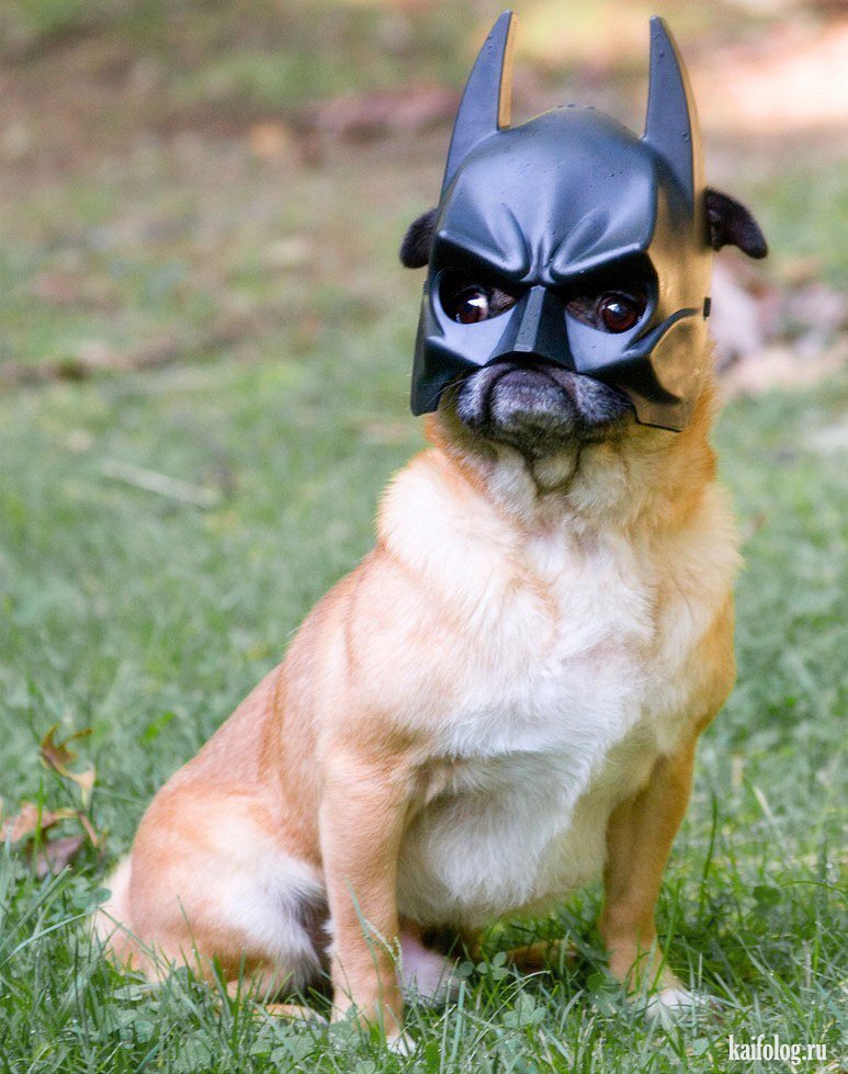 С сайта kaifolog. ru