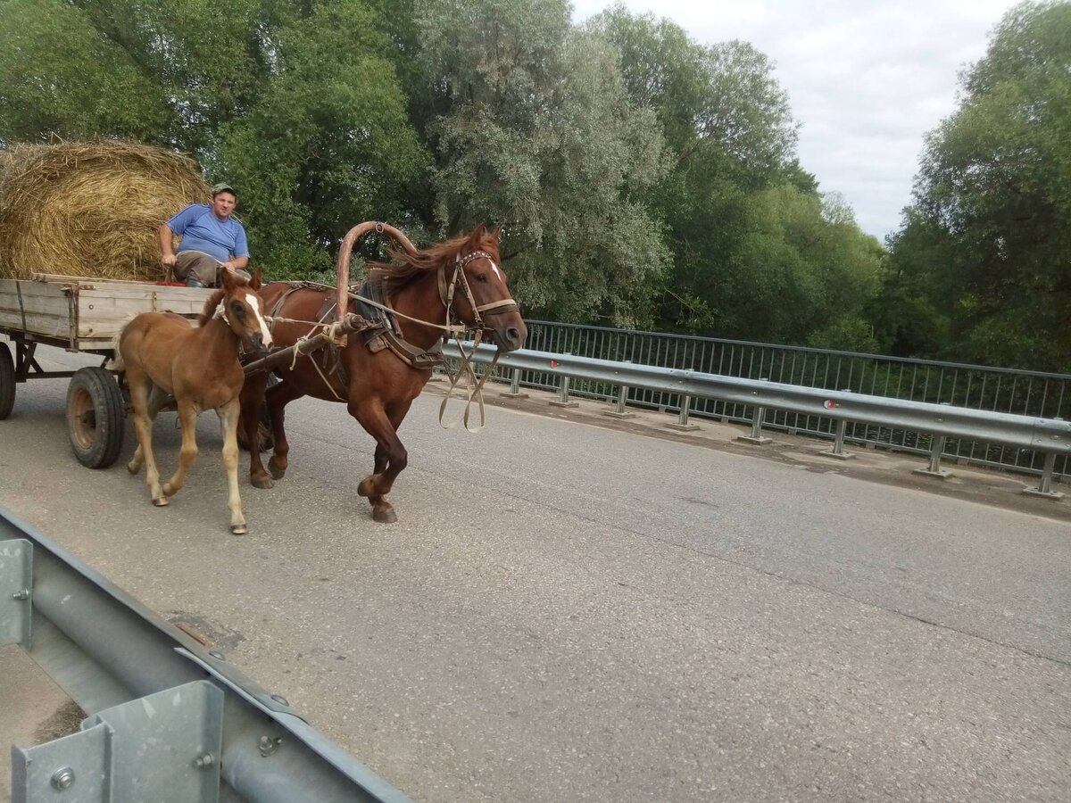 В современной деревне такая картинка - уже редкость. Помедитируйте.