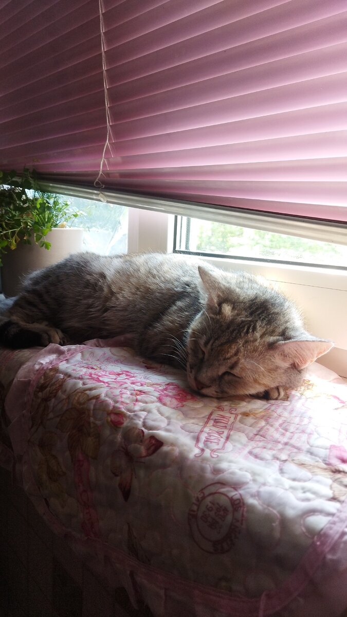 Кошка победившая фобию