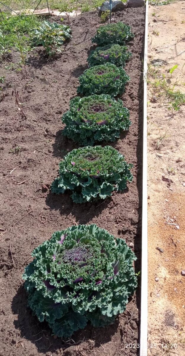 декоративная капуста