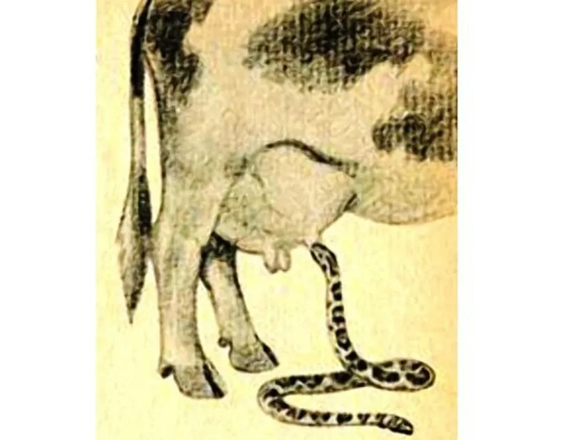 змеиное молоко. змея пьющая молоко. кобра пьет. уж присасывается к вымени коровы. гиф со змеями.