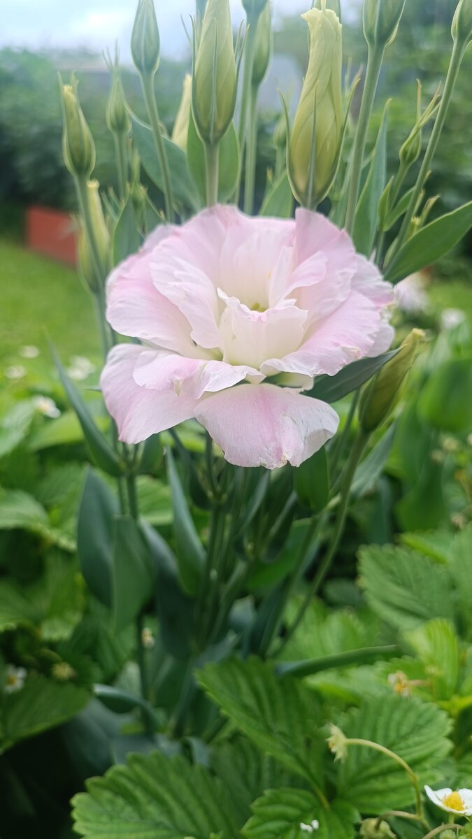 Несомненно, это мой любимый цветок 