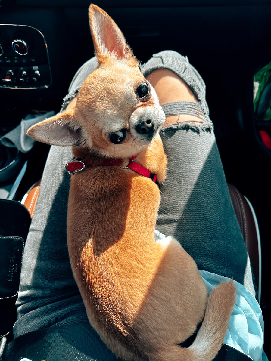 Сейчас Генри два с половиной года и это второй его перелет во Владивосток. Первый раз он летал два года назад, когда был еще щенком ✈️❤️