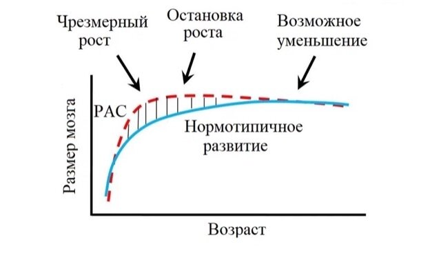 График 1. Фазы патологического изменения объема головного мозга при РАС