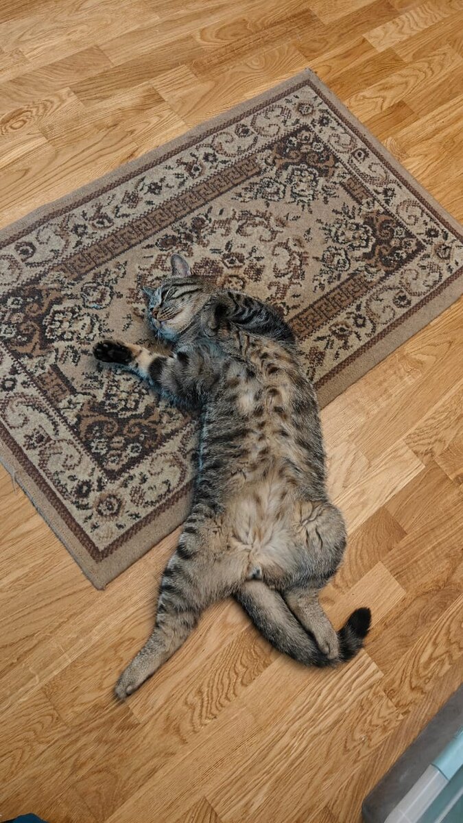 Домашний кот