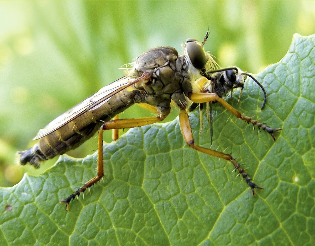 Ктыри (Asilidae) – 