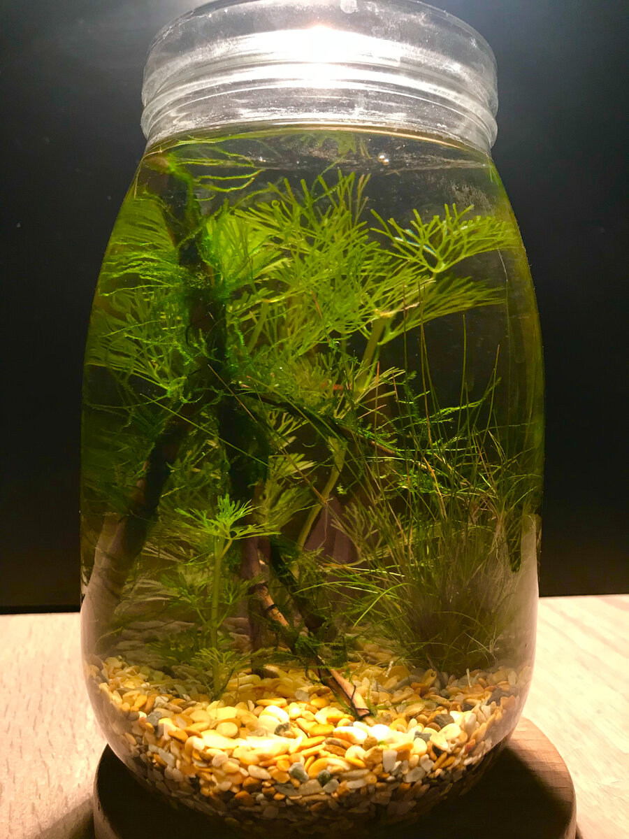 Аквариум в банке 0,5 л