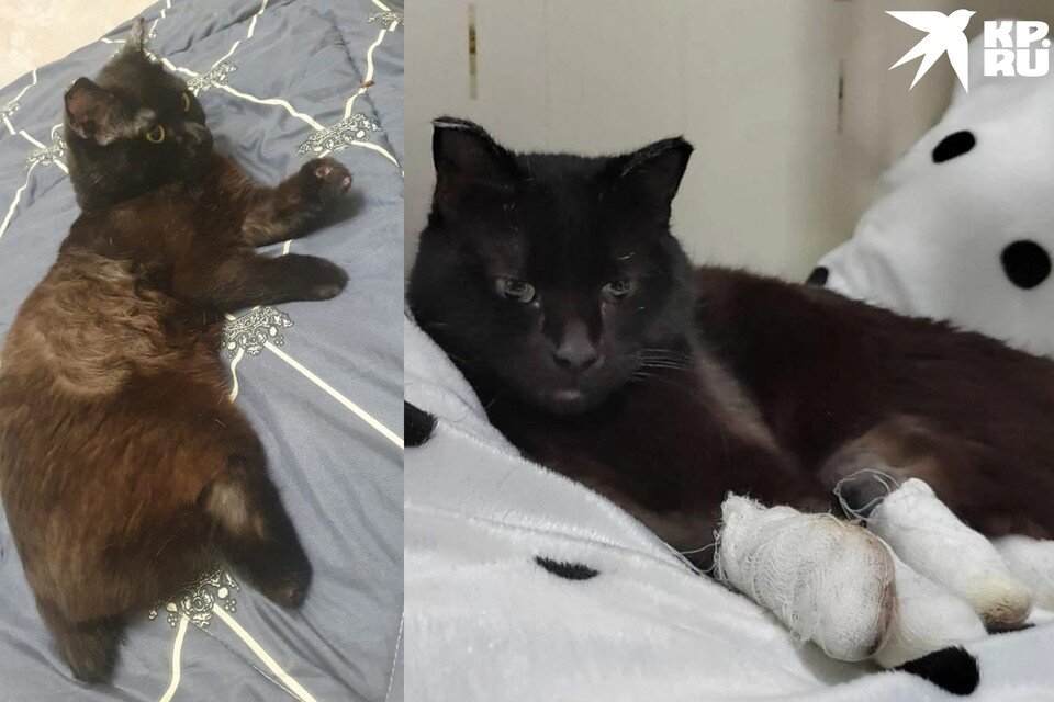    Коту спасли жизнь, но лапы пришлось ампутировать. Фото: Предоставлено волонтерами