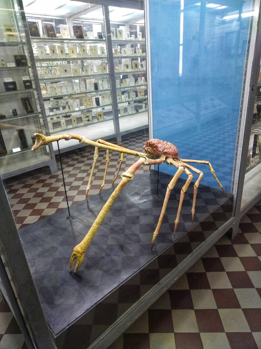 Гигантский скелет краба 😁