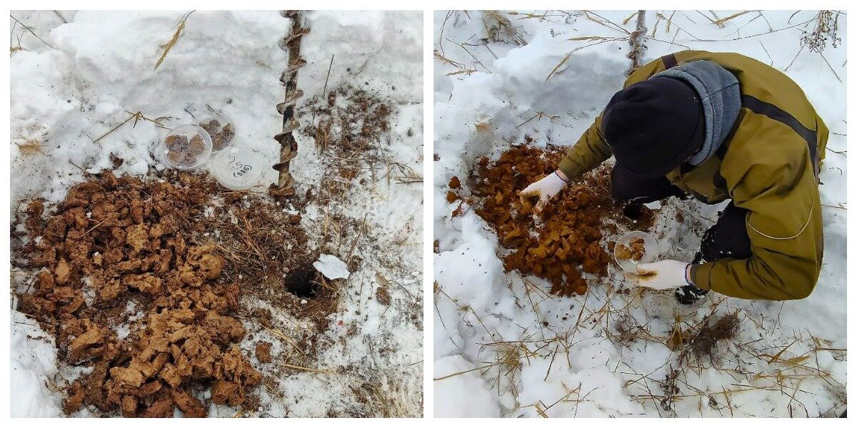 Взятие пробы грунта на участке заказчика. Фотобанк СК БАКО. 