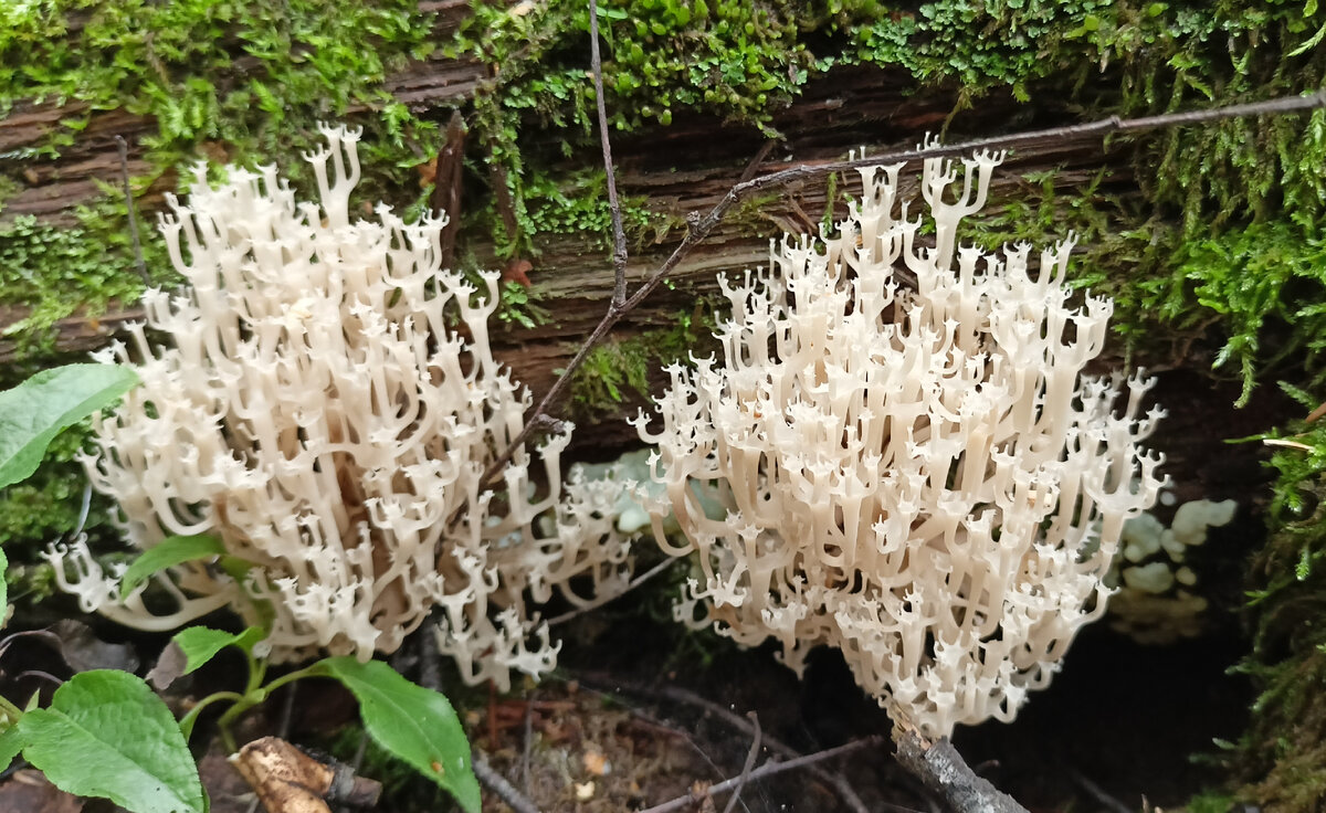 Гриб похожий на коралл белого цвета. Ramariopsis kunzei. Рамариопсис гриб. Гриб коралловый шитаки. Клавулина морщинистая.