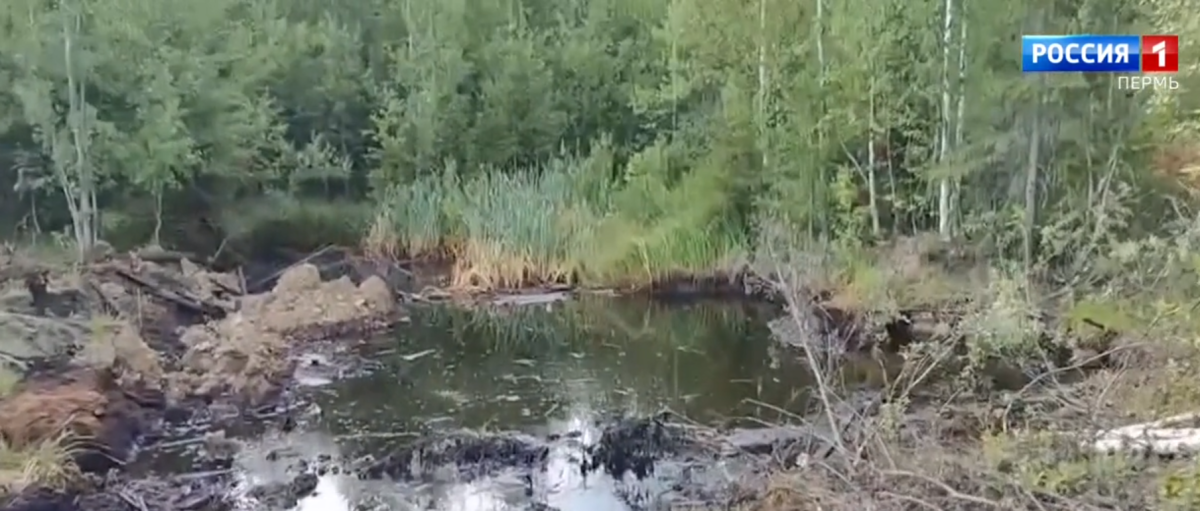 Фото: скрин видео "Вести-Пермь"