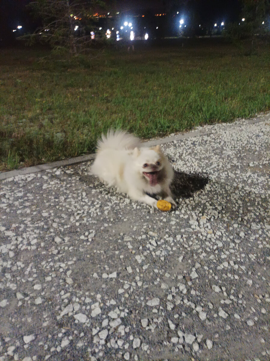 Собака-усвиняка