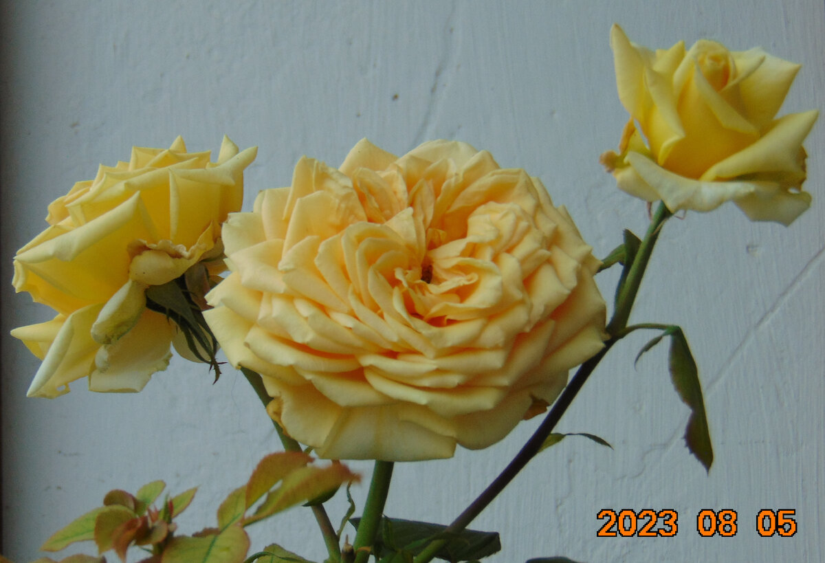 Центральный цветок розы Гейша с боковыми соседями